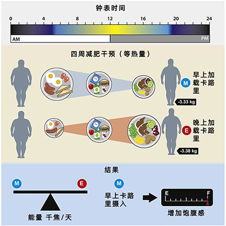 早上多吃VS晚上多吃